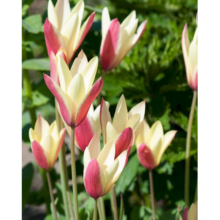 Tulipan clusiana 'Cynthia'
