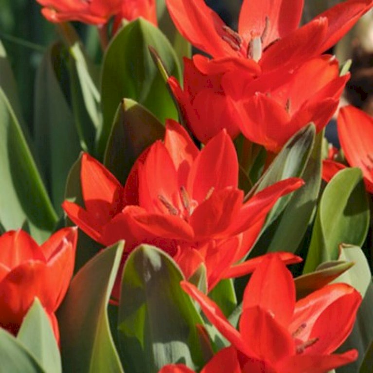 Tulipan praestans 'Van Tubergen's Variety'