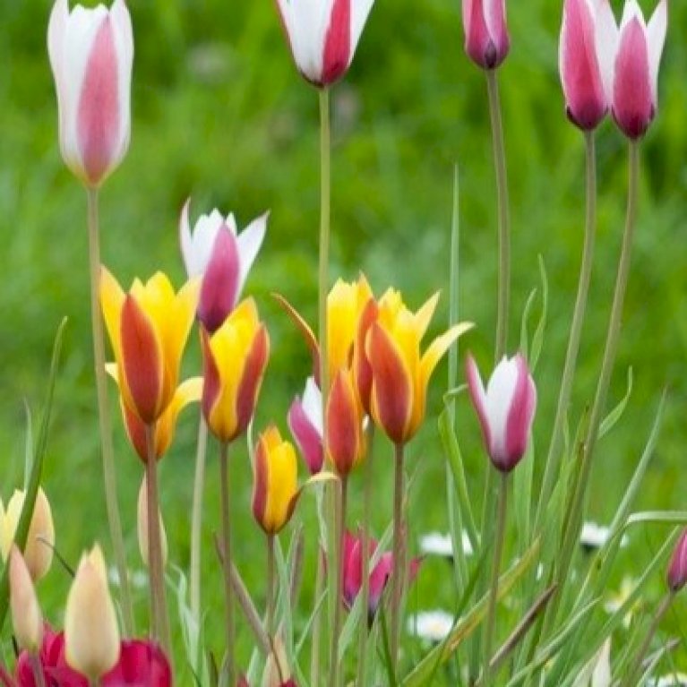 Tulipan species mix
