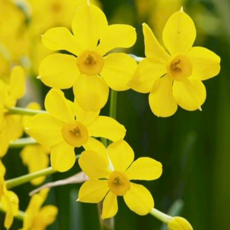 Miniature Narcis 'Baby Boomer'