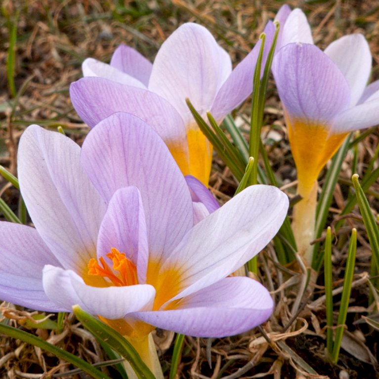 Botanisk krokus 'Firefly'