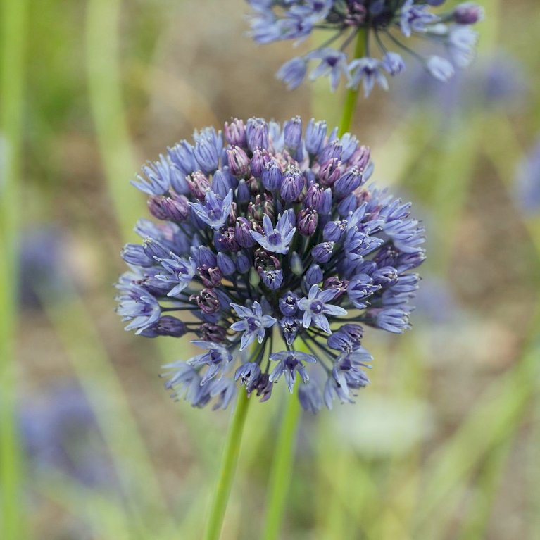 Prydløg 'Caeruleum'