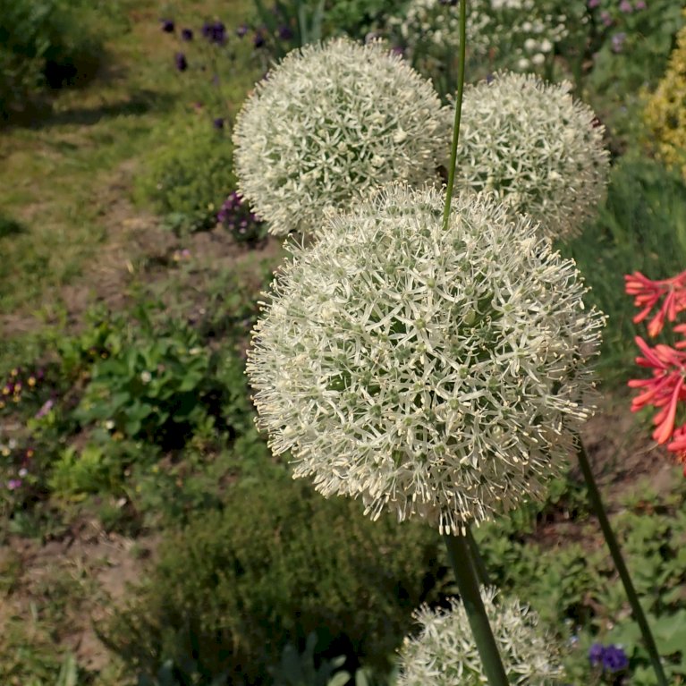 Prydløg 'Mount Everest'