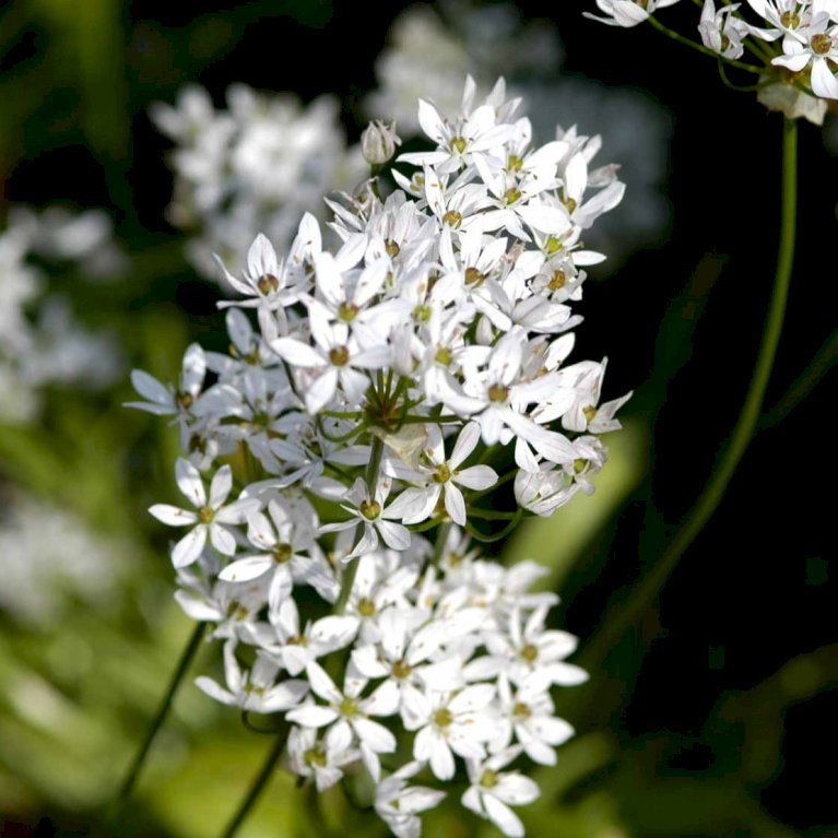 Prydløg 'Neapolitanum'