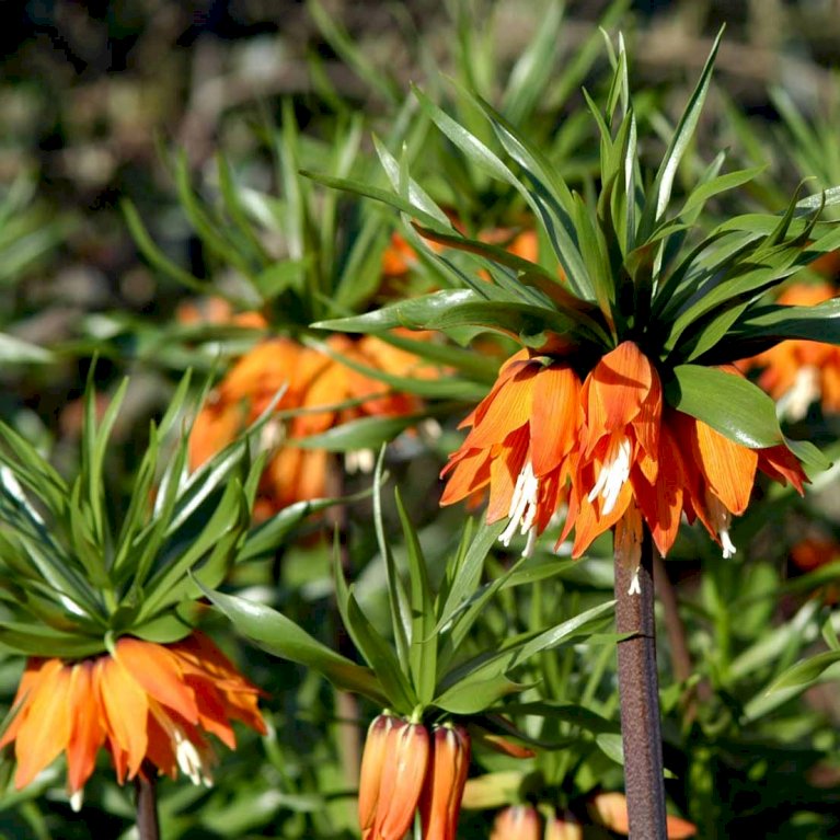 Kejserkrone 'Aurora'
