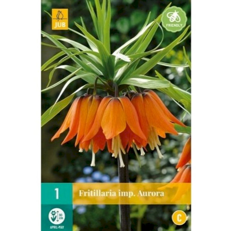Kejserkrone 'Aurora'