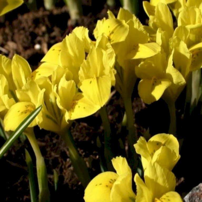 Dværg-Iris 'Danfordiae'