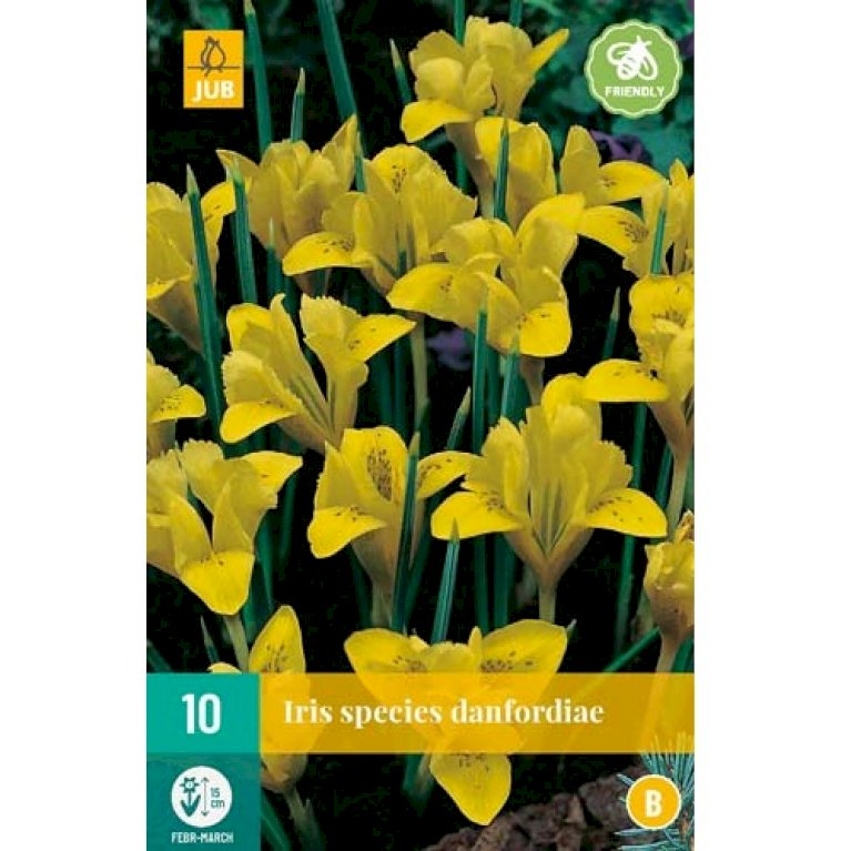 Dværg-Iris 'Danfordiae'