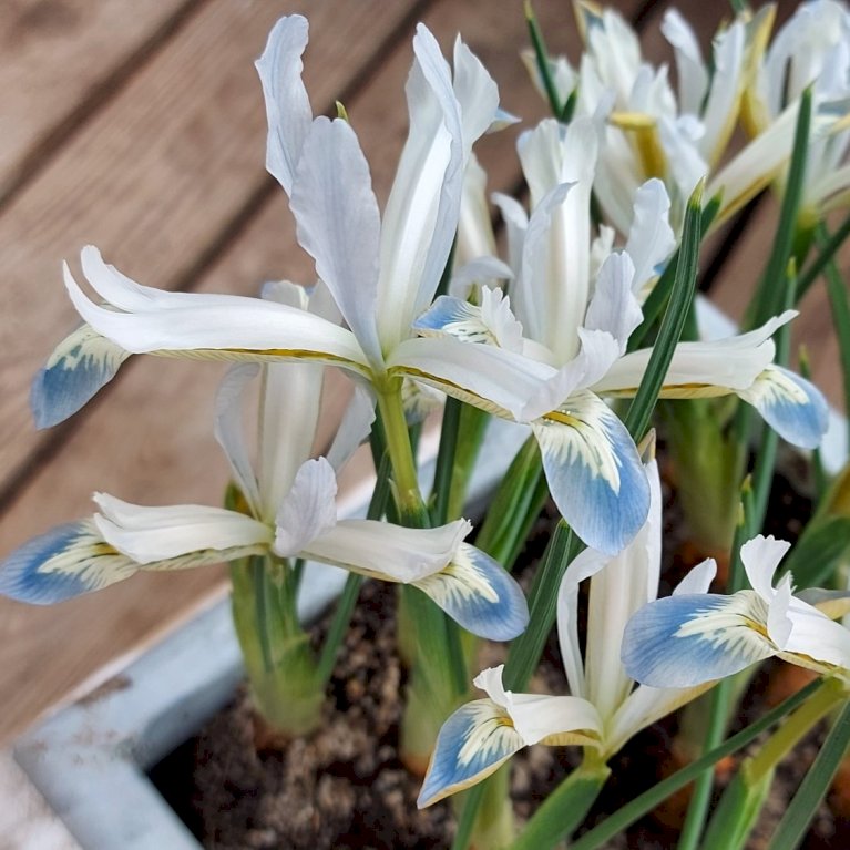 Dværg-Iris 'Frozen Planet'