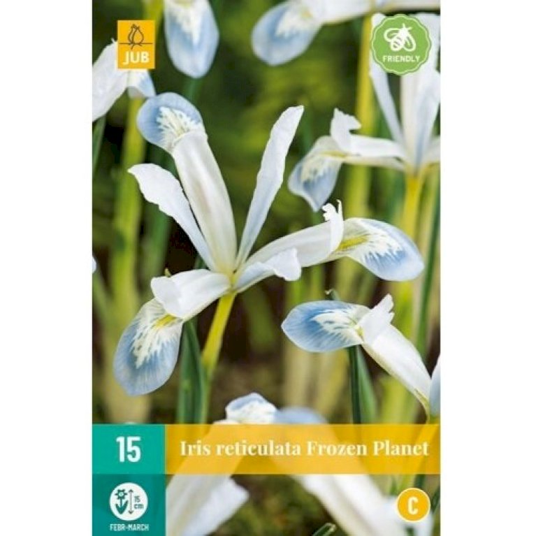 Dværg-Iris 'Frozen Planet'