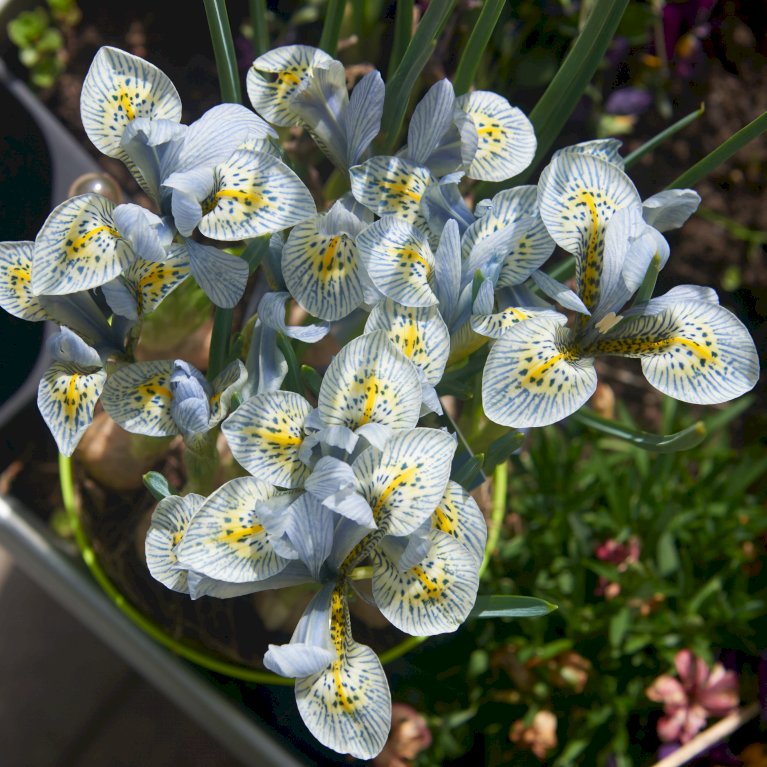 Dværg-Iris 'Katharine Hodgkin'