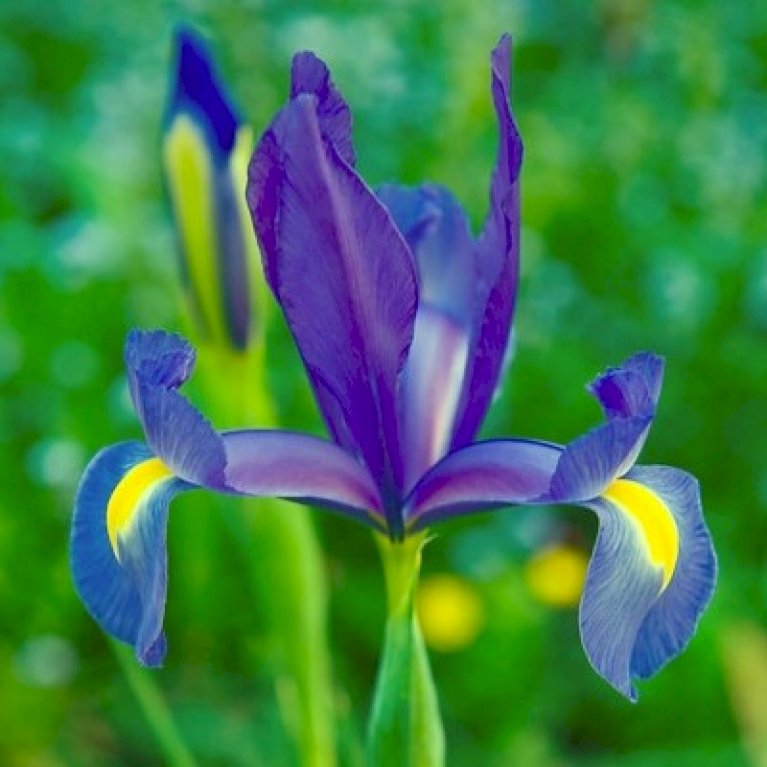 Hollandsk Iris 'Blue'