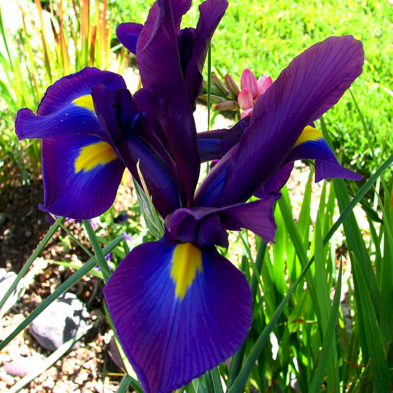 Hollandsk Iris 'Blue'