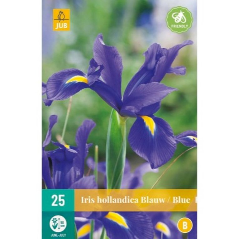 Hollandsk Iris 'Blue'