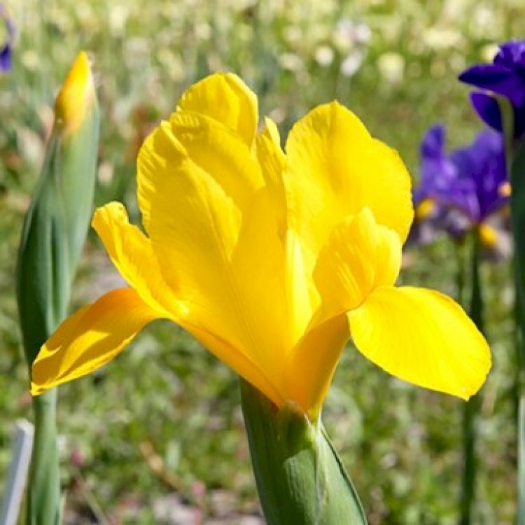 Hollandsk Iris 'Yellow'