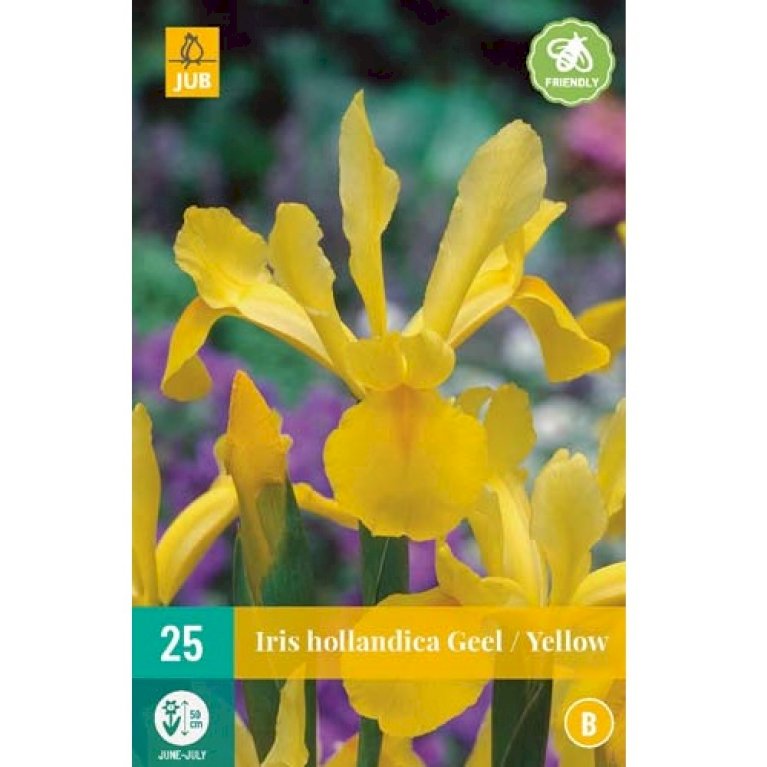 Hollandsk Iris 'Yellow'