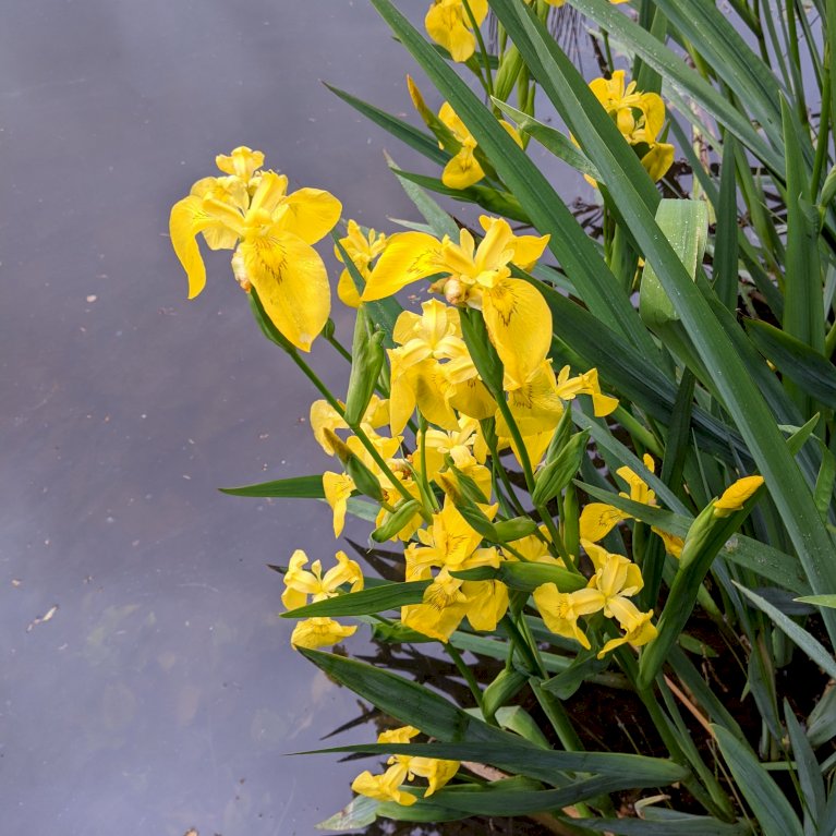 Hollandsk Iris 'Yellow'