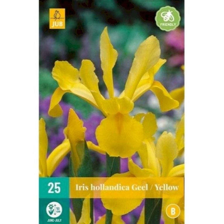 Hollandsk Iris 'Yellow'