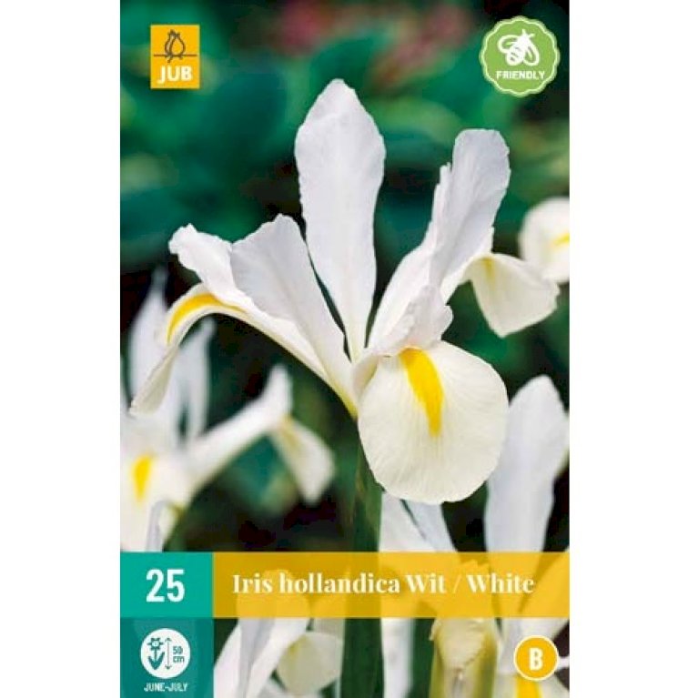 Hollandsk Iris 'White'