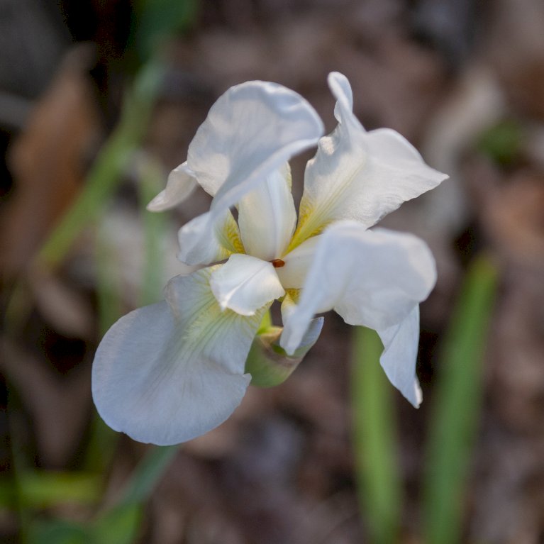 Hollandsk Iris 'White'