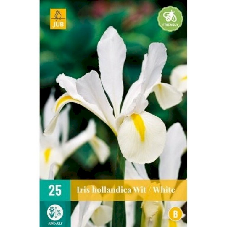 Hollandsk Iris 'White'