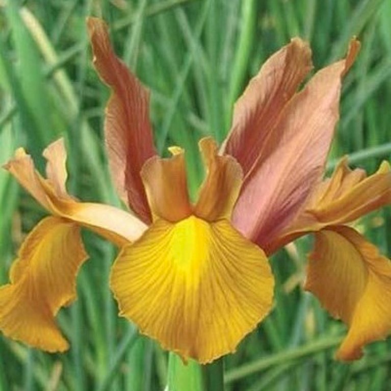 Hollandsk Iris 'Autumn Princess'