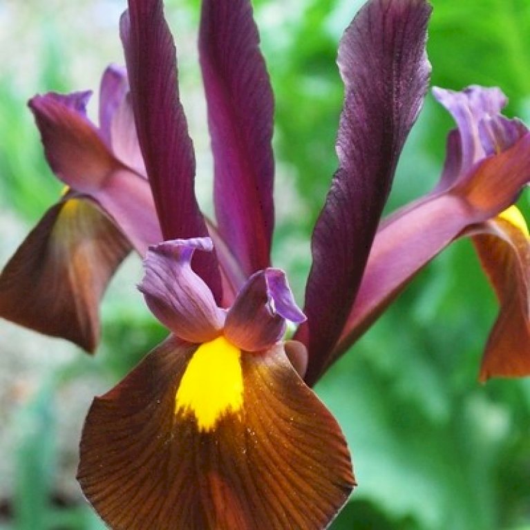 Hollandsk Iris 'Red Ember'