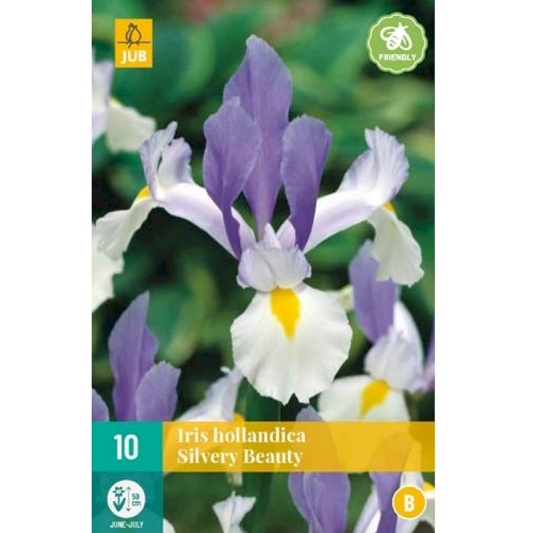 Hollandsk Iris 'Silvery Beauty'
