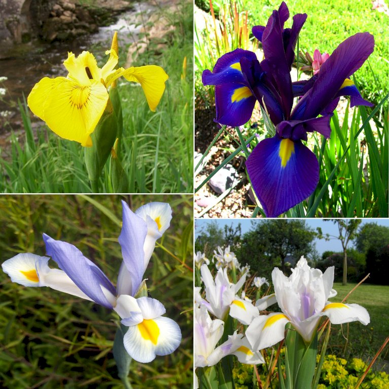 Hollandsk Iris mix