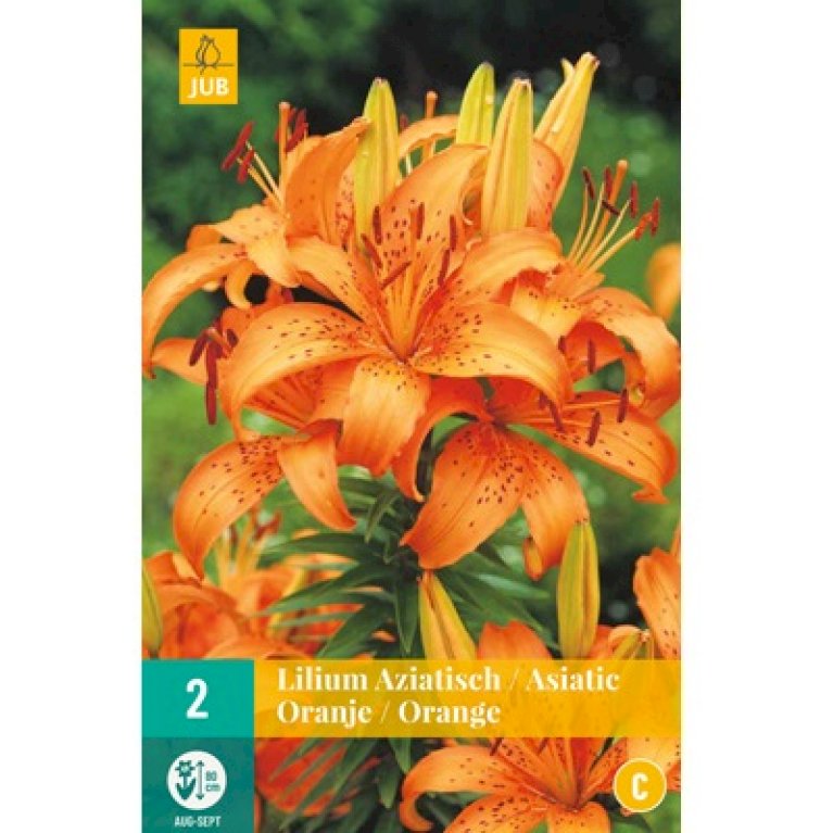 Asiatisk Lilje 'Orange'