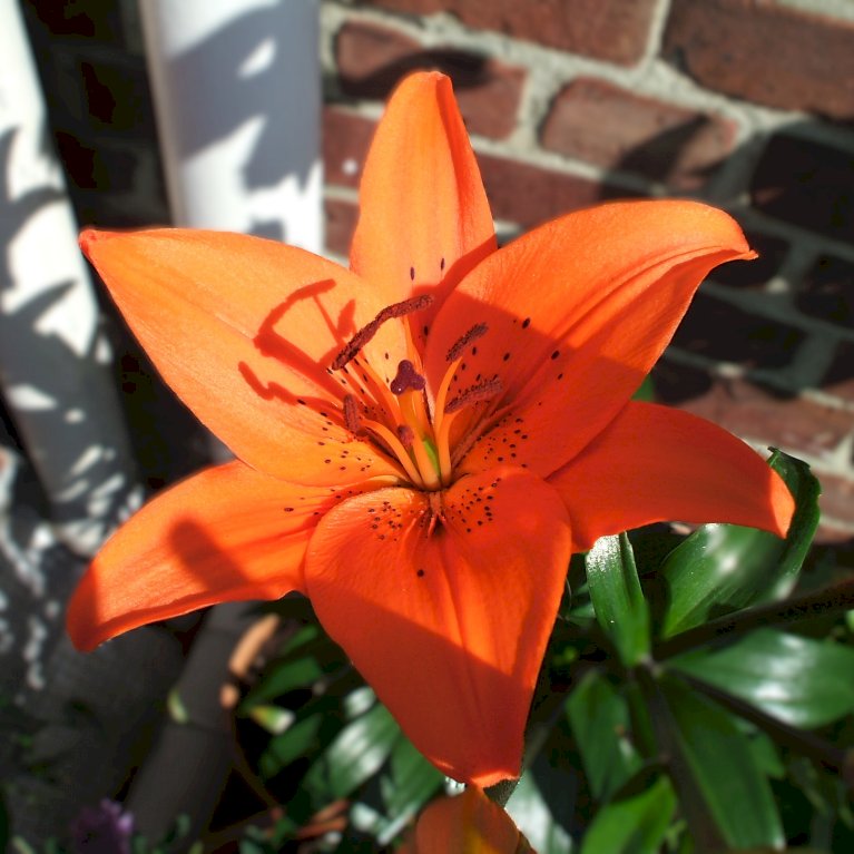 Asiatisk Lilje 'Orange'
