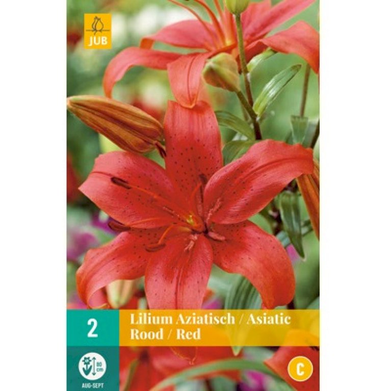 Asiatisk Lilje 'Red'