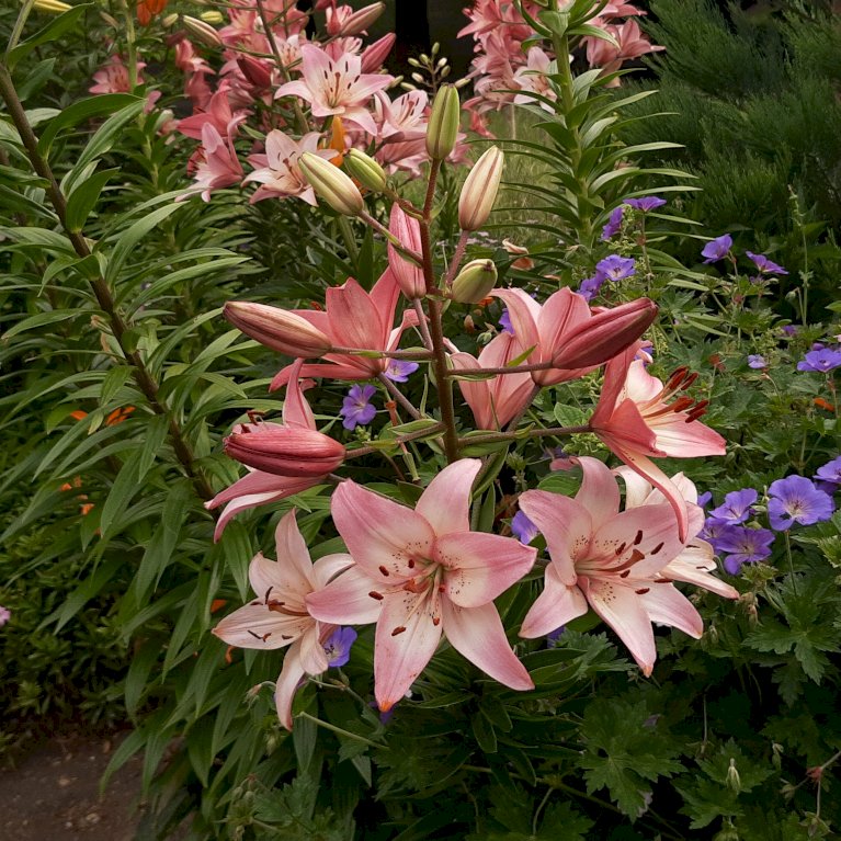 Asiatisk Lilje 'Pink'