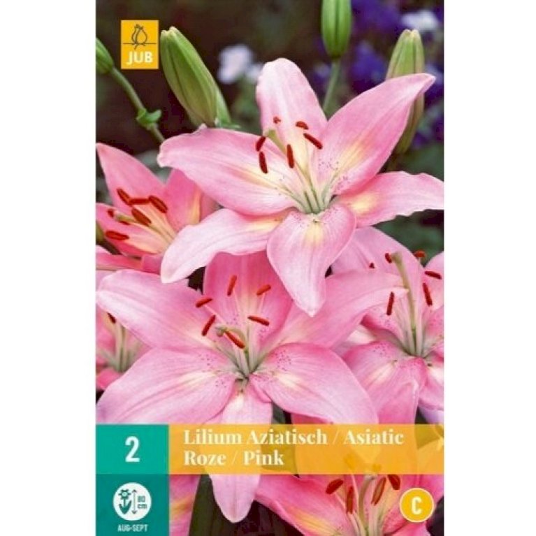 Asiatisk Lilje 'Pink'