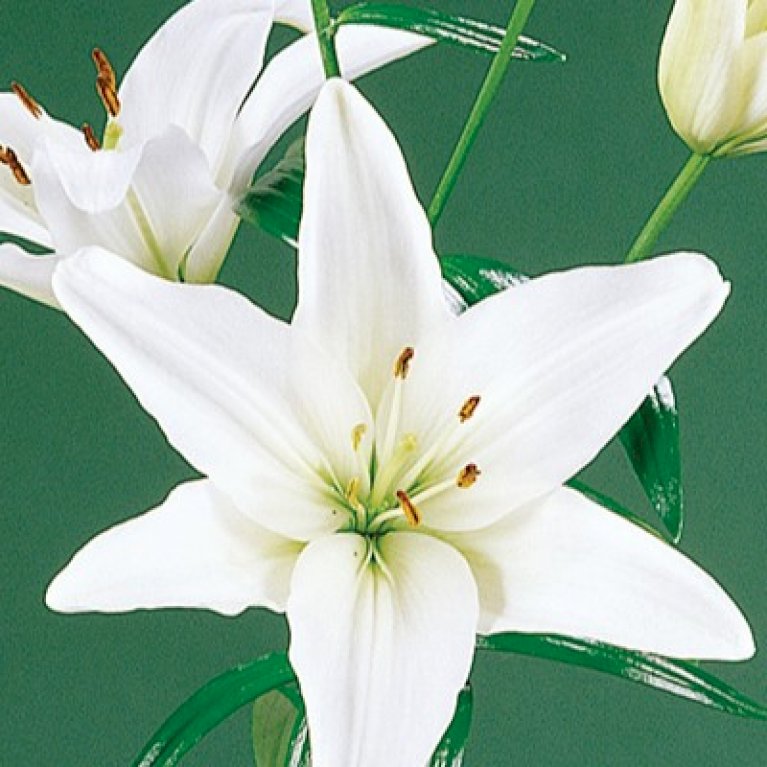Asiatisk Lilje 'White'