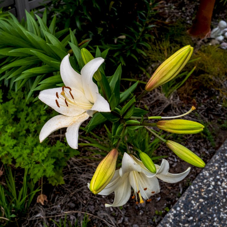 Asiatisk Lilje 'White'