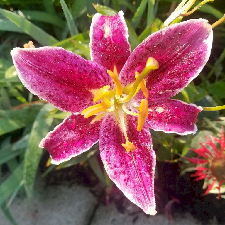 Orientalsk Lilje 'Red-White'