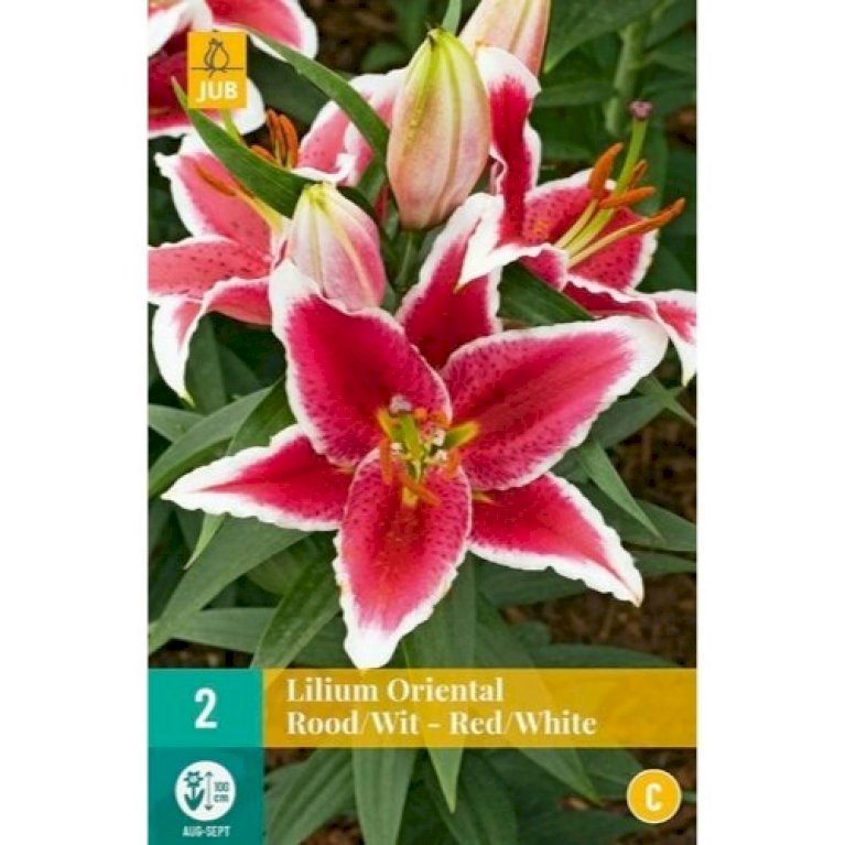 Orientalsk Lilje 'Red-White'
