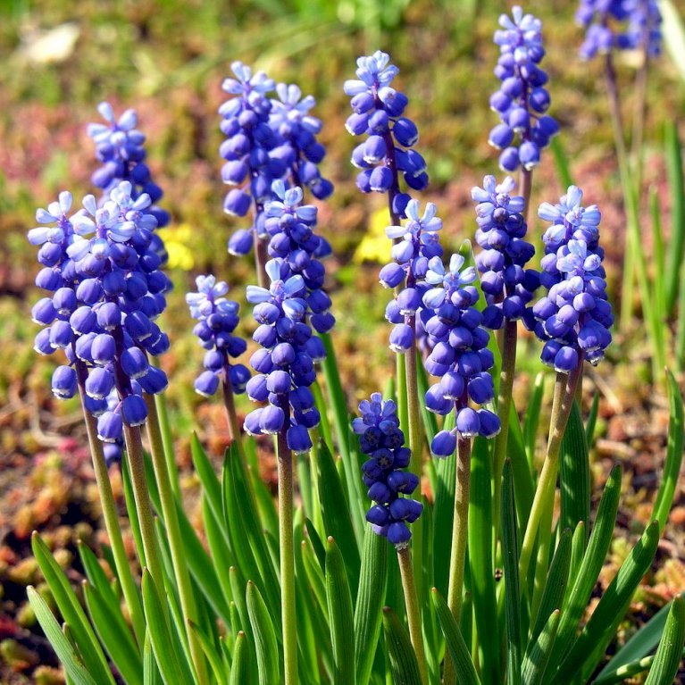 Perlehyacint 'Armeniacum'