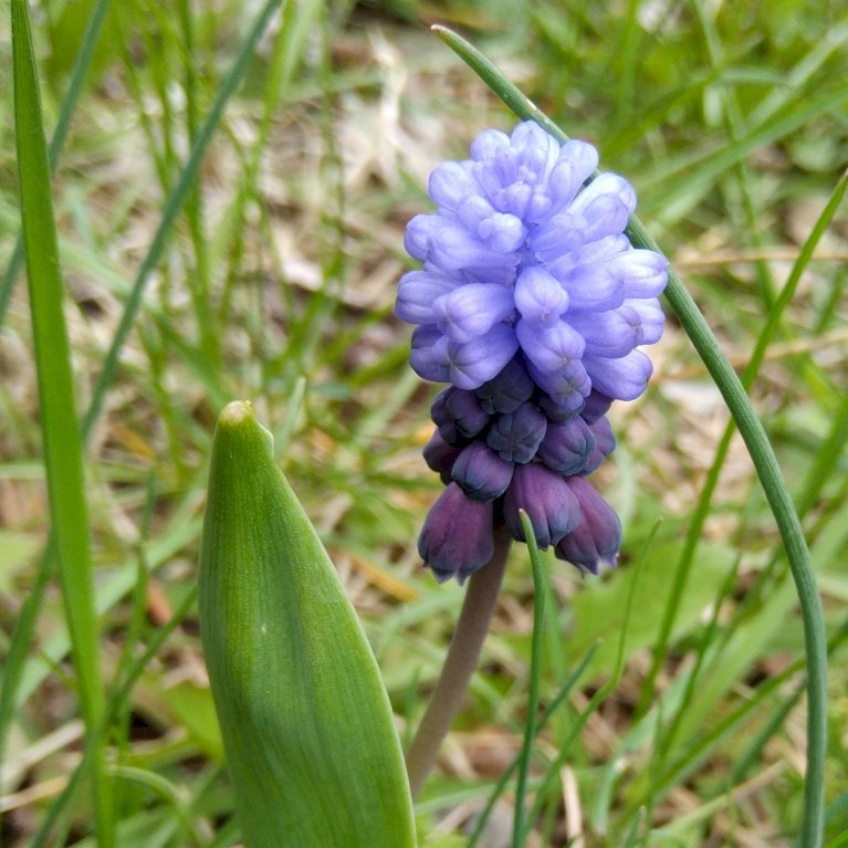 Perlehyacint 'Latifolium'