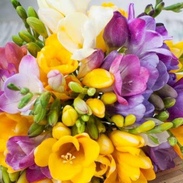 Freesia Pastel Mix