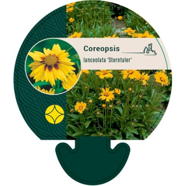 Skønhedsøje 'Sterntaler'