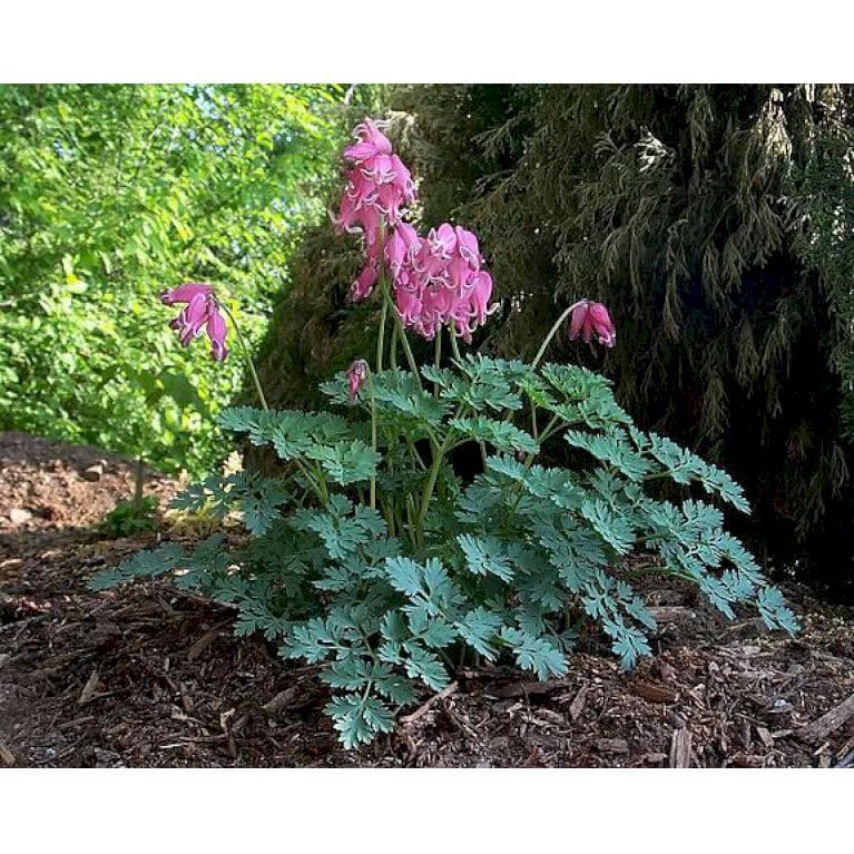 Dicentra formosa 'King Of Hearts'
