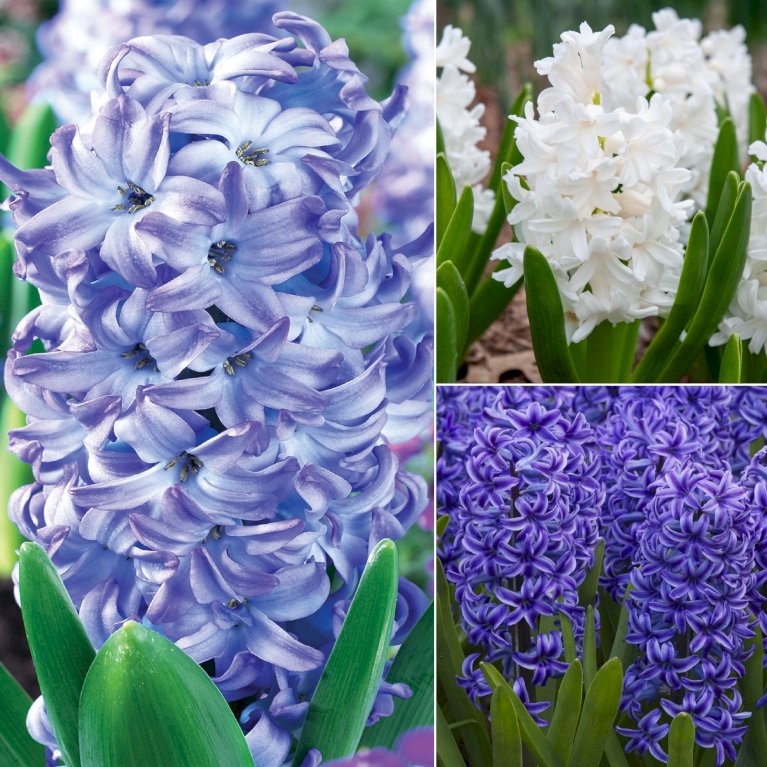 Hyacinth 'Blue Water' mix XXL