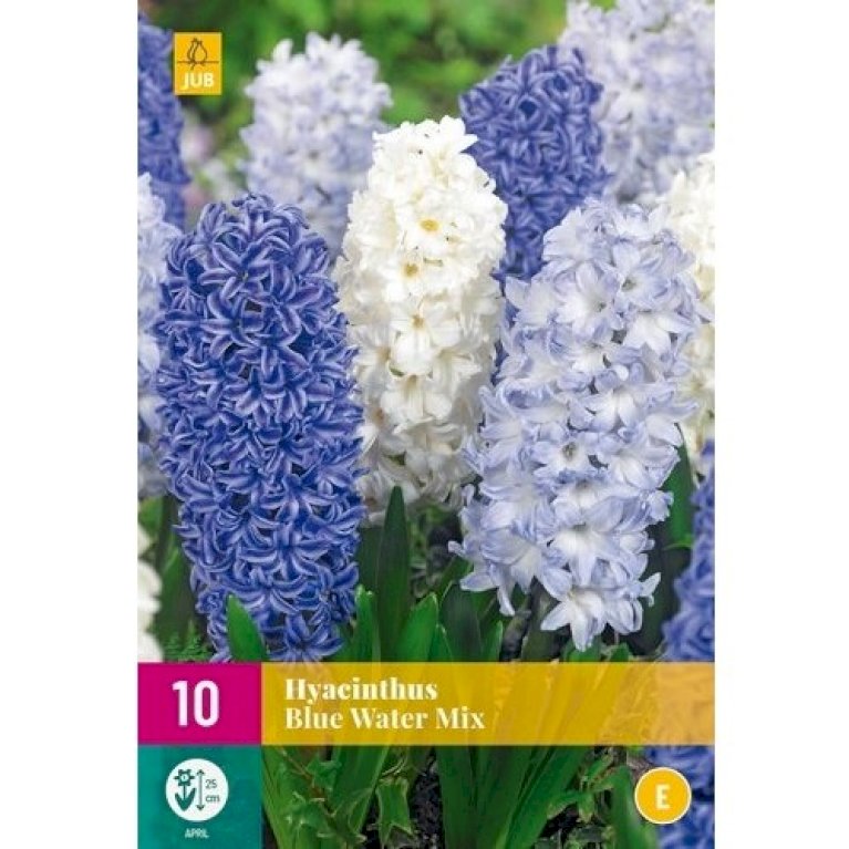 Hyacinth 'Blue Water' mix XXL