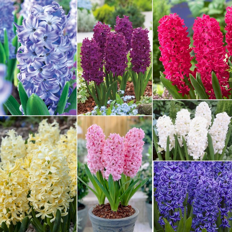 Hyacinth mix XXL