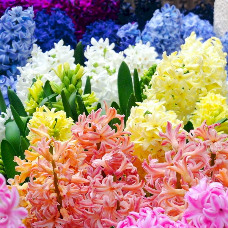 Hyacinth mix XXL