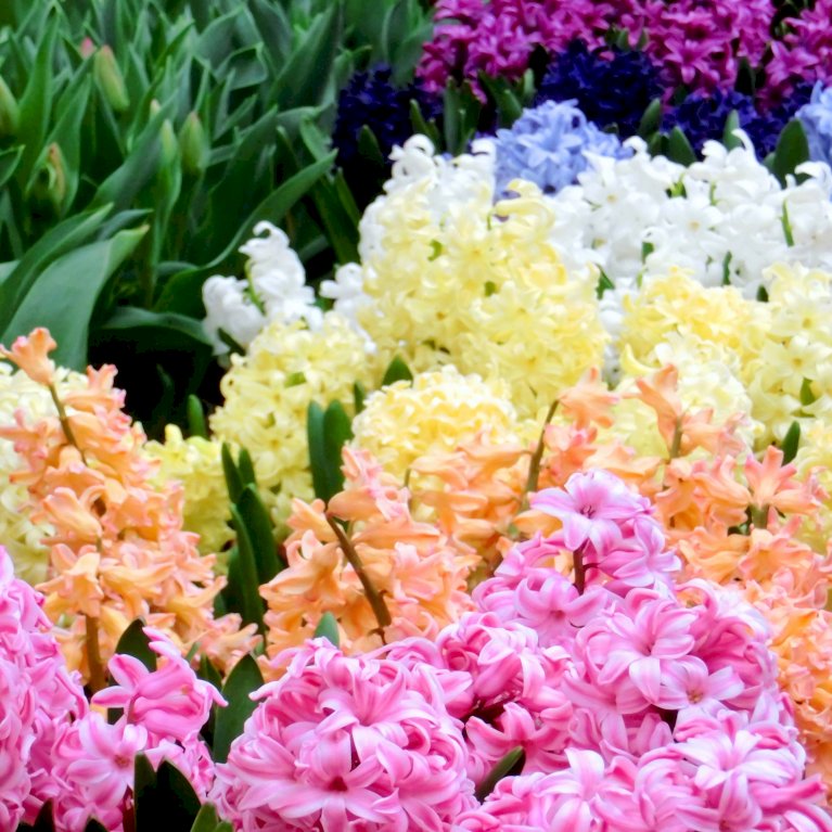 Hyacinth mix XXL