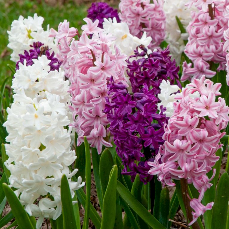 Hyacinth 'Pastel' mix XXL