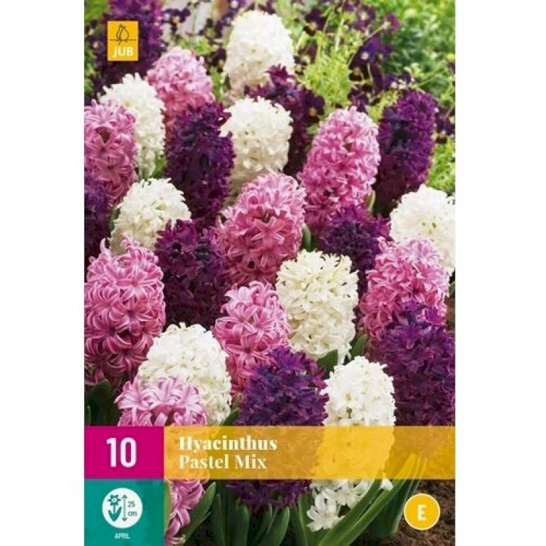 Hyacinth 'Pastel' mix XXL